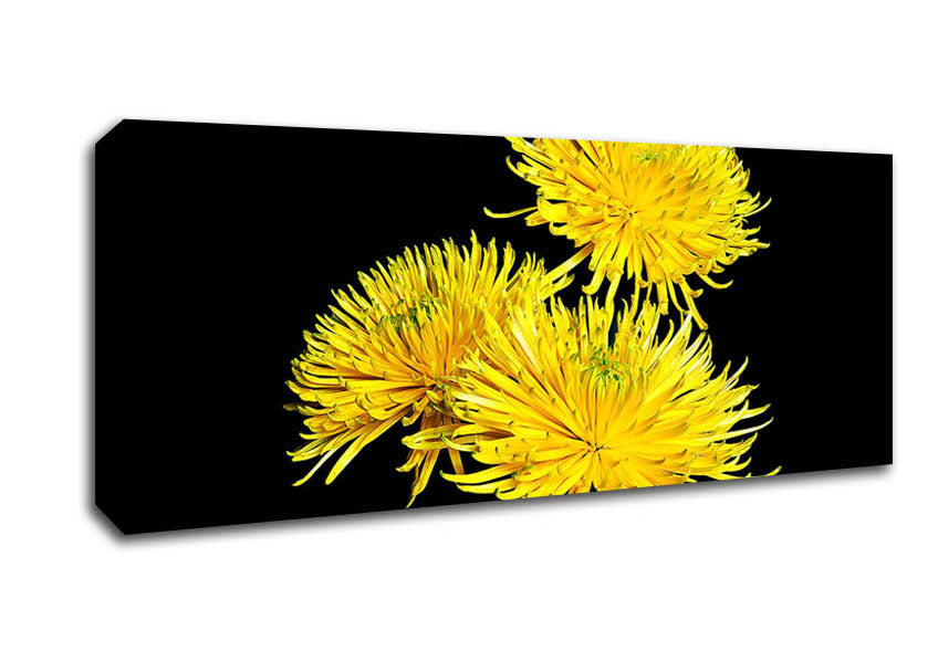 Picture of Dandelion Delight Panoramic Canvas Wall Art