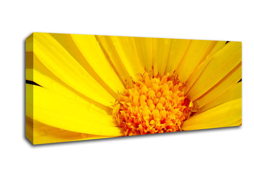 Picture of Golden Yellow Daisy Panoramic Canvas Wall Art