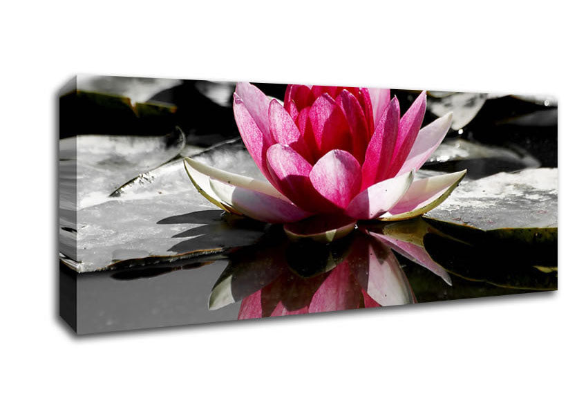 Picture of Pink Water Lily Reflections B n W Panoramic Canvas Wall Art