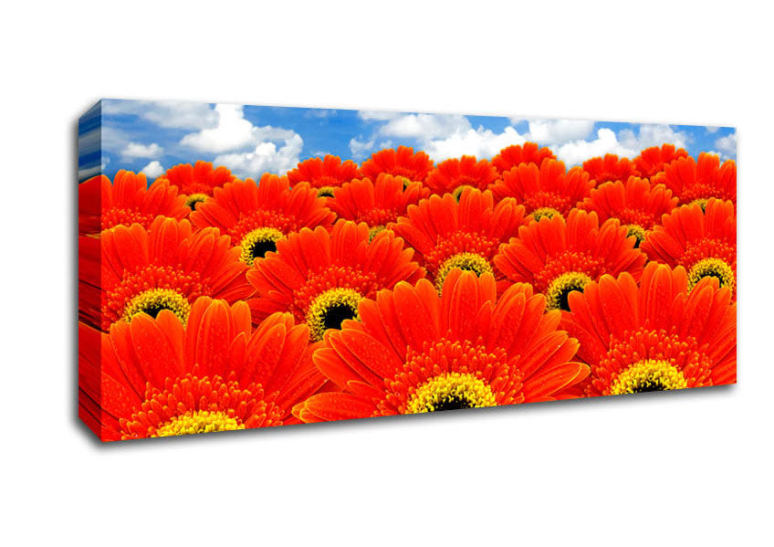 Picture of Orange Gerbera Heaven Panoramic Canvas Wall Art