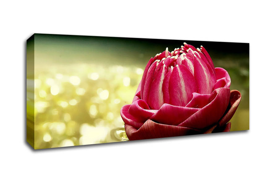 Picture of Pink Water Lily Sparkle Panoramic Canvas Wall Art