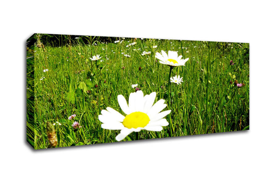 Picture of Daisy Field Panoramic Canvas Wall Art