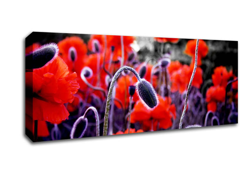 Picture of Field Of Red Poppys Panoramic Canvas Wall Art