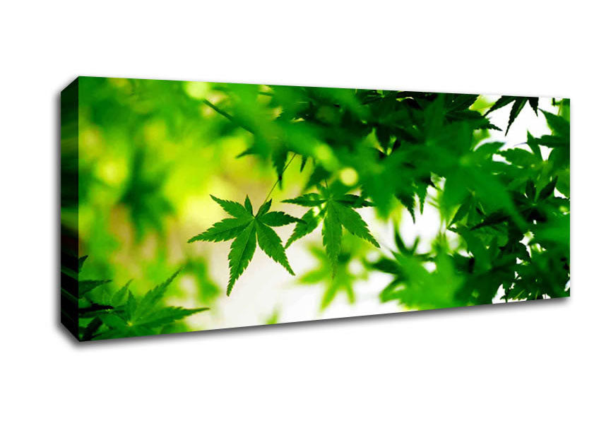 Picture of Green Leaves Bathed In Sunlight Panoramic Canvas Wall Art
