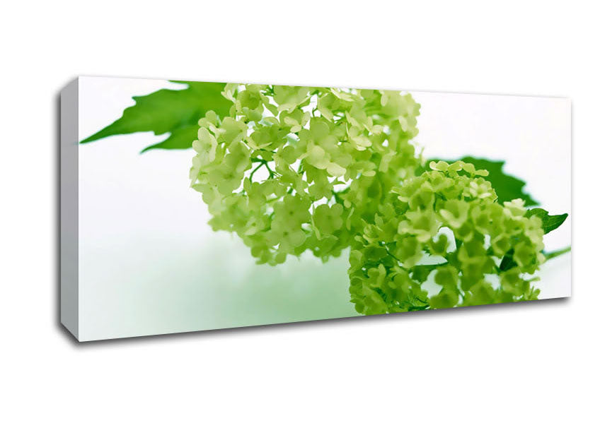 Picture of Green Rhododendron Panoramic Canvas Wall Art