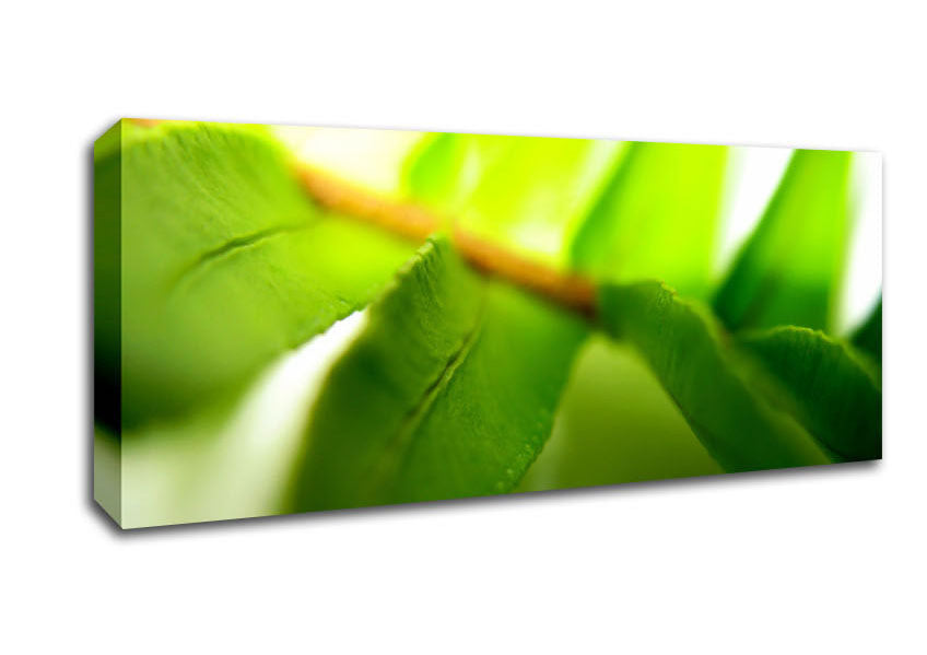 Picture of Green Leaves Close-Up Panoramic Canvas Wall Art