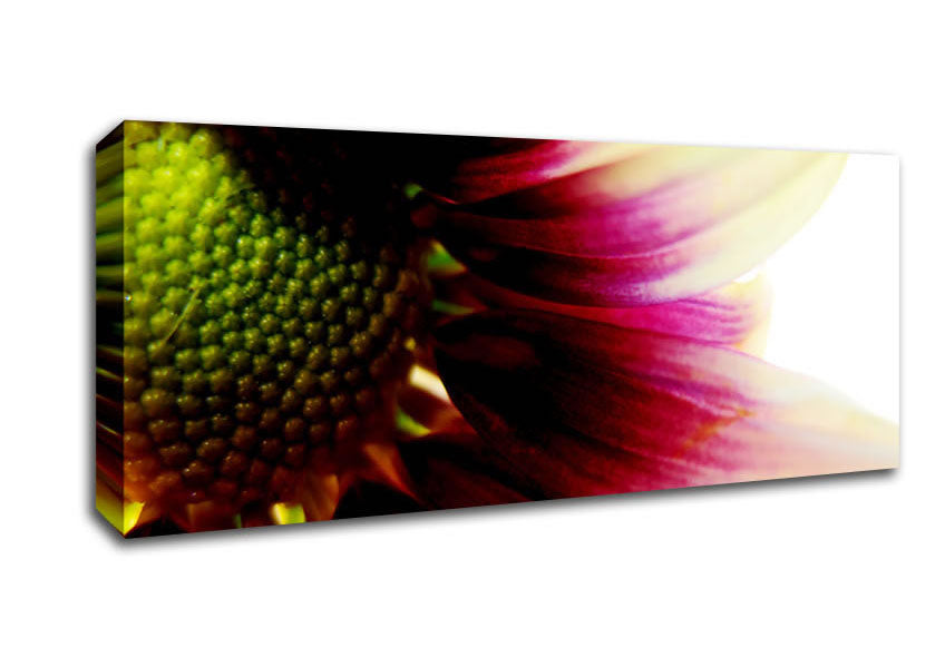 Picture of Petal Detail Panoramic Canvas Wall Art