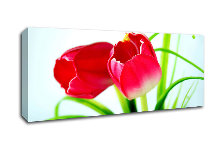 Picture of Pink Tulip Duo Panoramic Canvas Wall Art