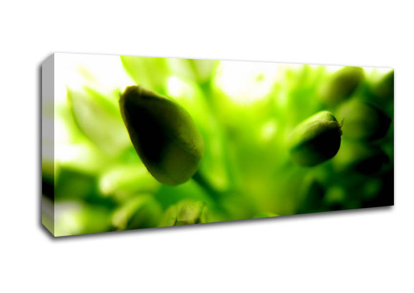 Picture of Green Buds In Sunlight Panoramic Canvas Wall Art