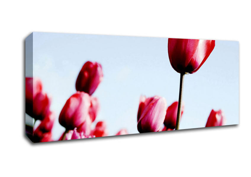 Picture of Pink Tulip March Panoramic Canvas Wall Art