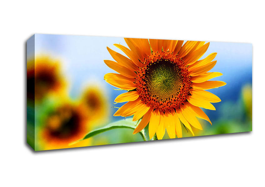 Picture of Morning Sunflower Panoramic Canvas Wall Art