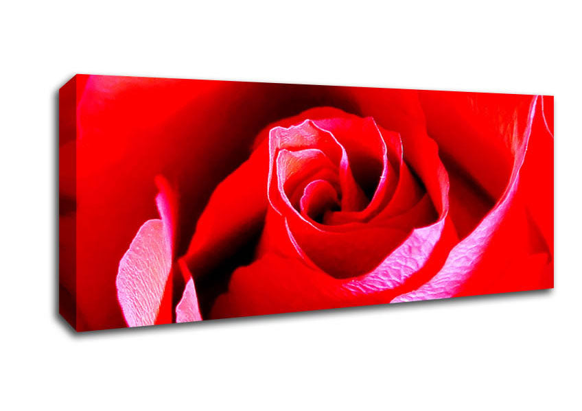 Picture of Pink Rose Bud Panoramic Canvas Wall Art
