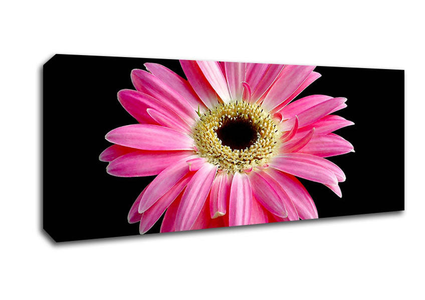 Picture of Pink Daisy On Black Panoramic Canvas Wall Art