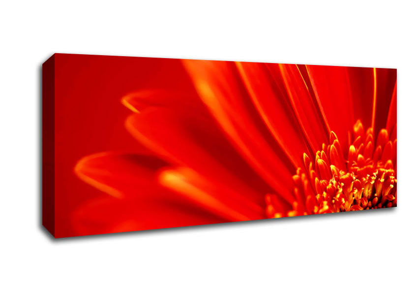 Picture of Orange On Orange Gerbera Petals Panoramic Canvas Wall Art