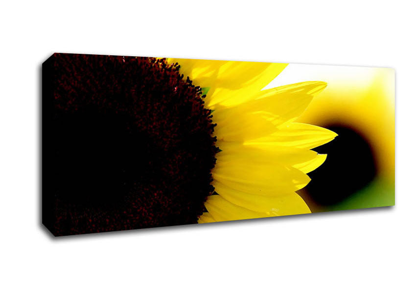 Picture of Sunflower Really Close-Up Panoramic Canvas Wall Art