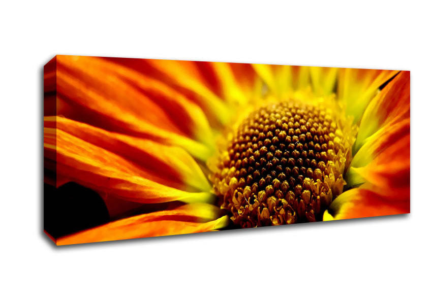 Picture of Orange Petal Daisy Panoramic Canvas Wall Art