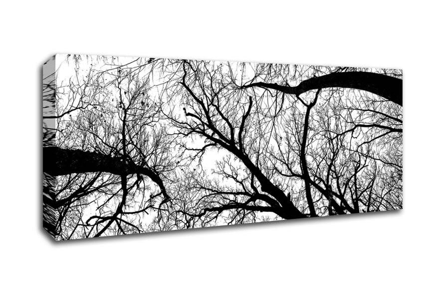 Picture of Pecan Grove Black And White Panoramic Canvas Wall Art