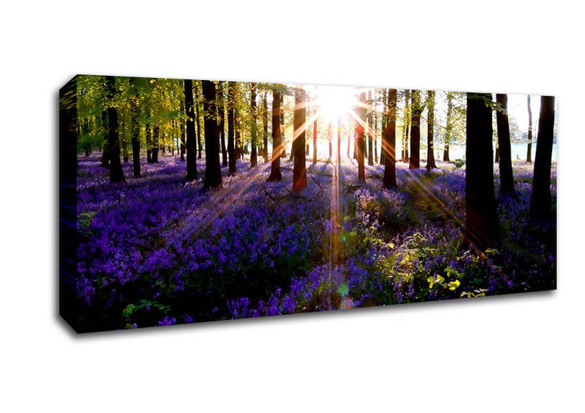 Picture of Forest Sun God Panoramic Canvas Wall Art