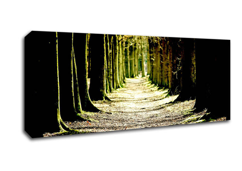 Picture of Tree Lined Path Panoramic Canvas Wall Art