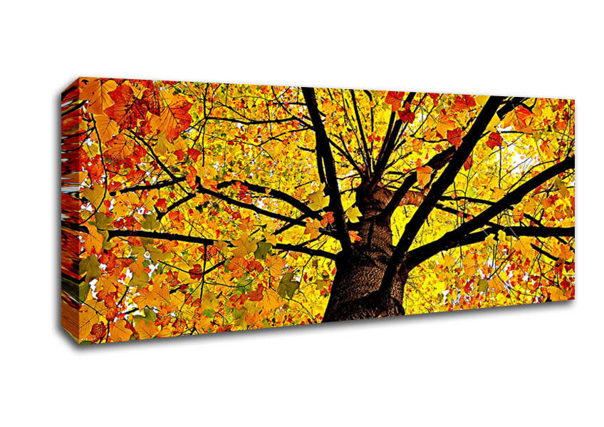 Picture of Yellow Autumn Tree Panoramic Canvas Wall Art