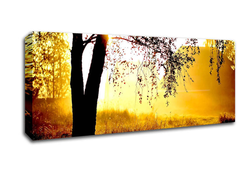 Picture of Sunlight Through The Tree Panoramic Canvas Wall Art