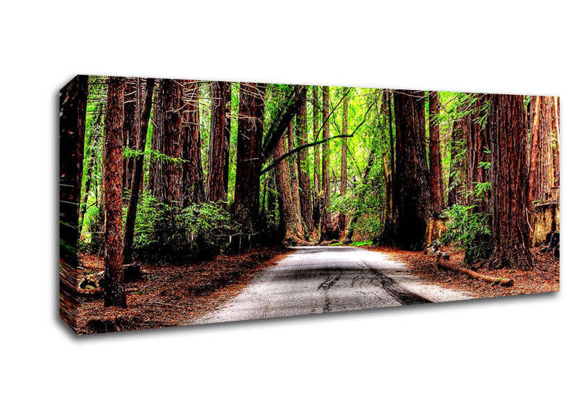 Picture of Green Forest Road Panoramic Canvas Wall Art