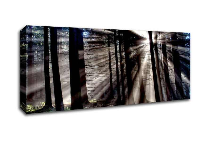 Picture of Morning Sun Rays Forest Panoramic Canvas Wall Art