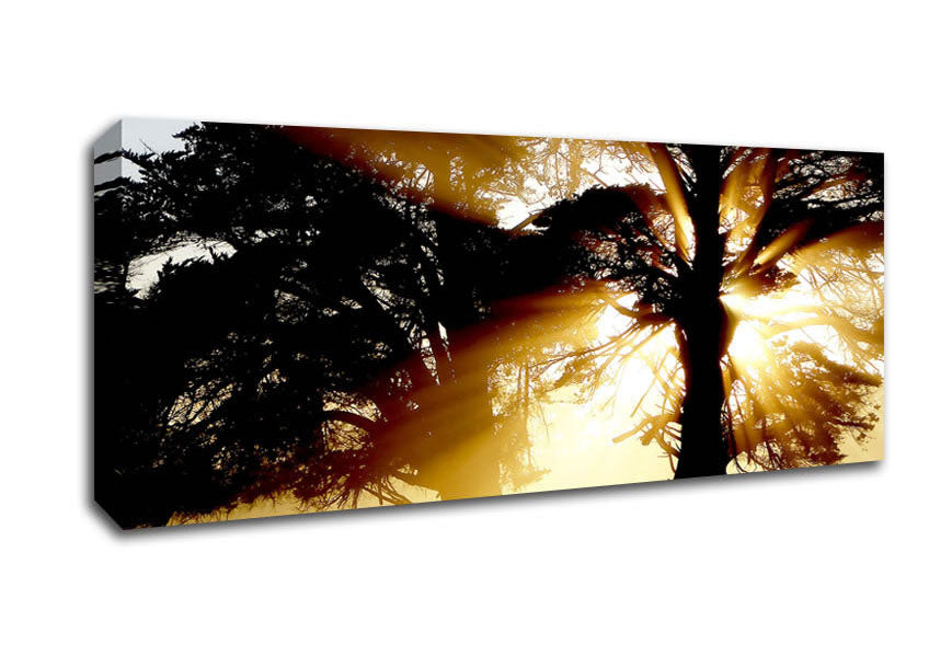 Picture of Trees With Sunlight Panoramic Canvas Wall Art