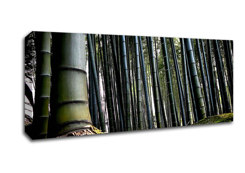 Picture of Huge Bamboo Forest Panoramic Canvas Wall Art