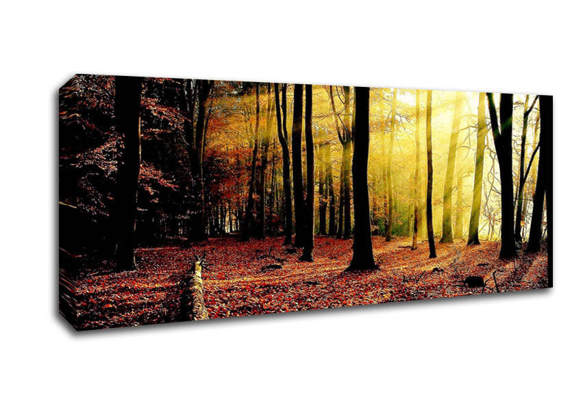 Picture of Sunlight Through The Trees In The Forest Panoramic Canvas Wall Art