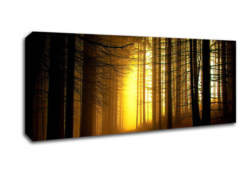 Picture of Golden Forest Light Panoramic Canvas Wall Art