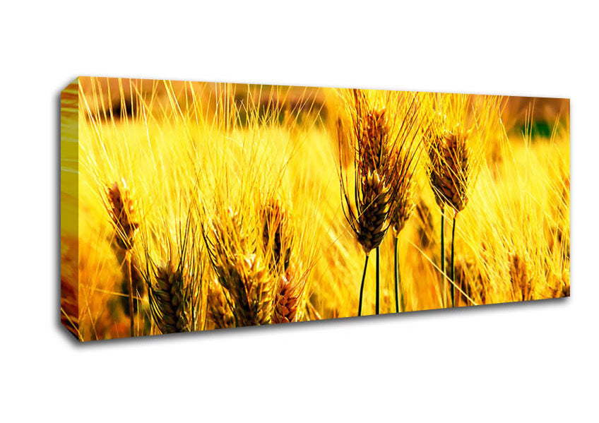 Picture of Wheat Field Near The Forest Panoramic Canvas Wall Art