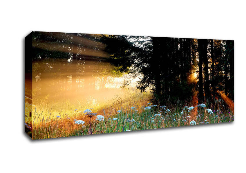 Picture of Sunrays Through The Forest Flowers Panoramic Canvas Wall Art