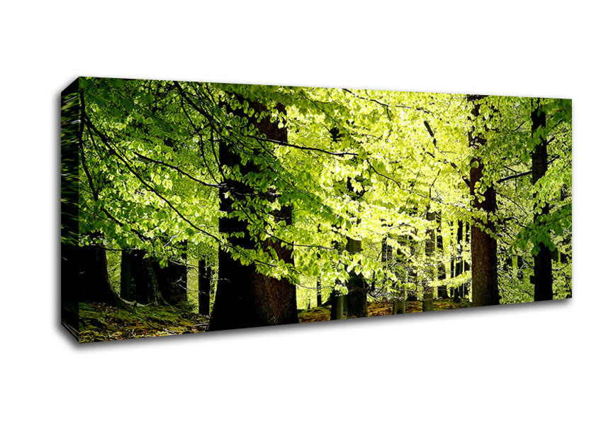 Picture of Green Leaves Forest Walk Panoramic Canvas Wall Art