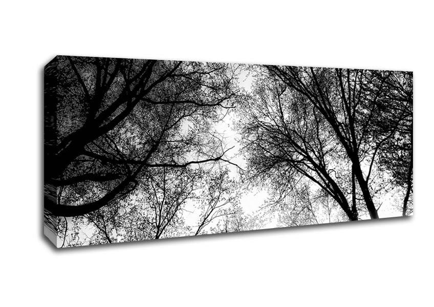 Picture of Forest Skies B n W Panoramic Canvas Wall Art
