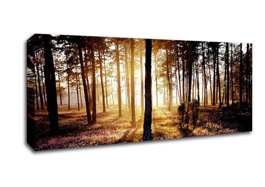 Picture of Pink Forest Beams Panoramic Canvas Wall Art