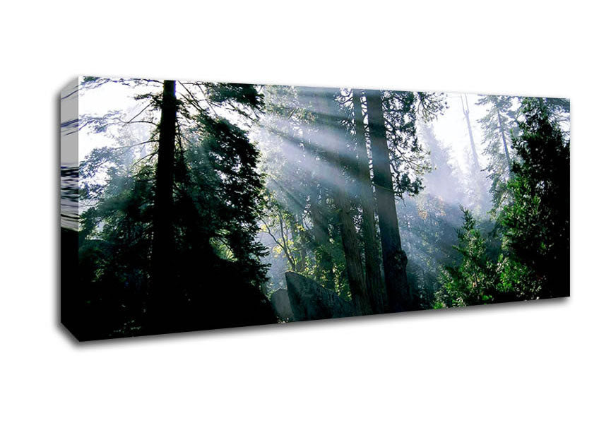 Picture of Sunbeams Through The Green Forest Panoramic Canvas Wall Art