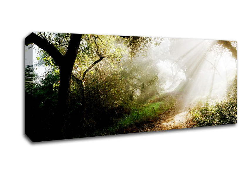 Picture of Forest Sunlight Walk Panoramic Canvas Wall Art