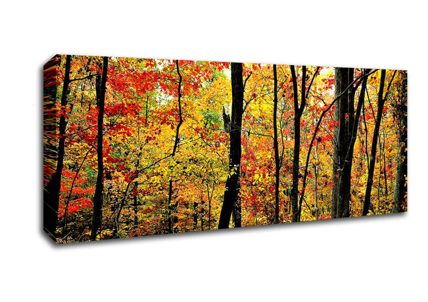 Picture of The Rainbow Of The Autumn Forest Panoramic Canvas Wall Art