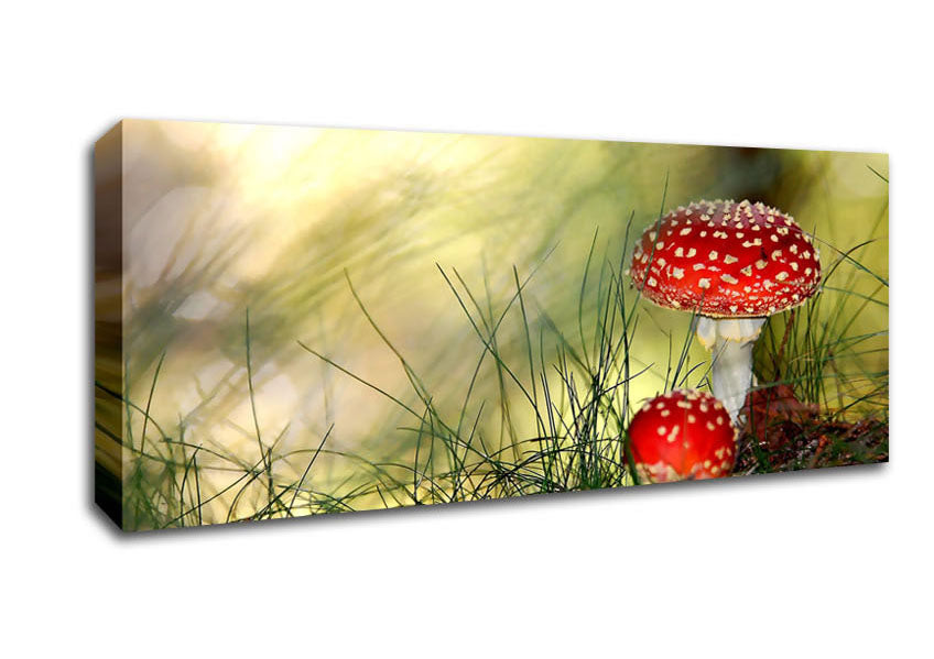 Picture of Fly Agaric Mushrooms Panoramic Canvas Wall Art