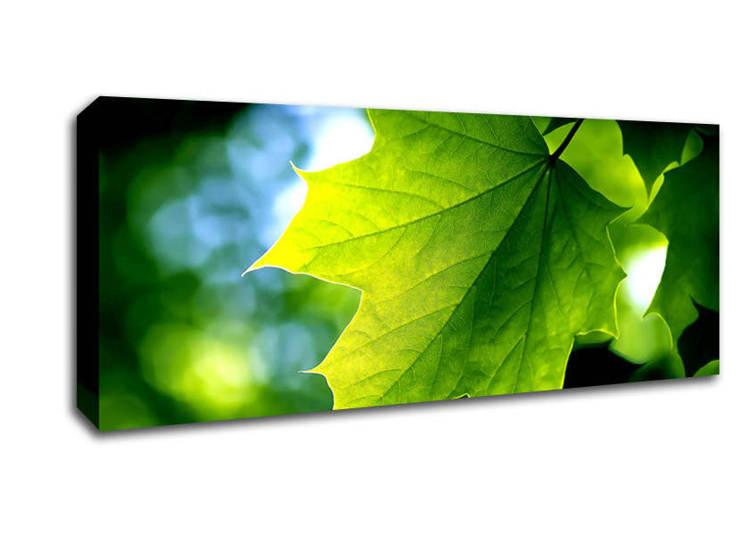Picture of Green Leaf Panoramic Canvas Wall Art