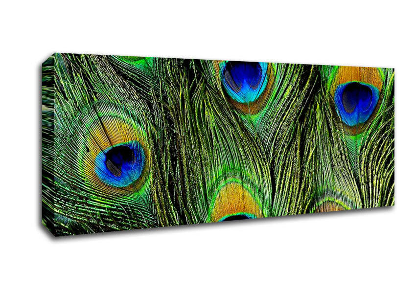 Picture of Peacock Feathers Panoramic Canvas Wall Art