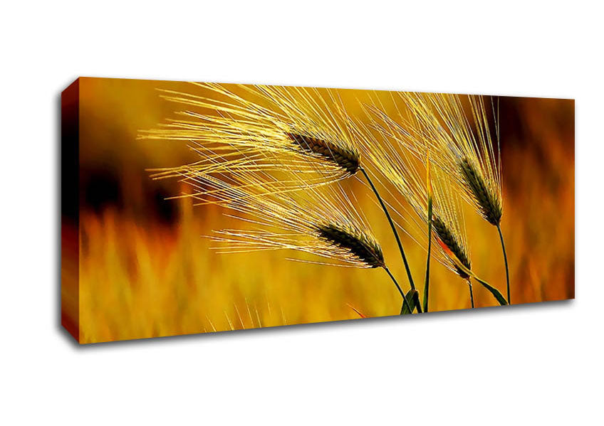 Picture of Wheat In The Golden Sunlight Panoramic Canvas Wall Art
