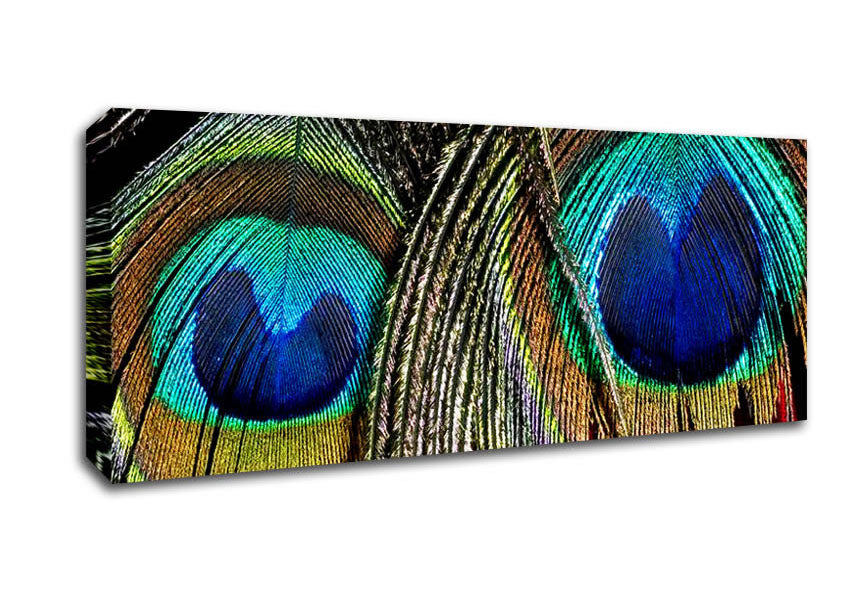 Picture of Peacock Feather Duo Panoramic Canvas Wall Art