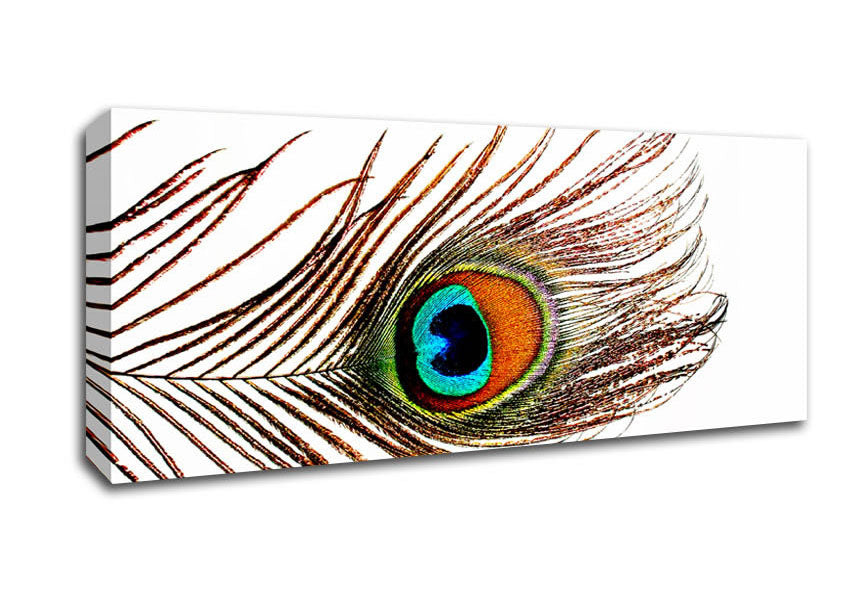 Picture of Peacock Feather Panoramic Canvas Wall Art