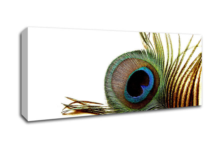 Picture of Peacock Feather Close-Up Panoramic Canvas Wall Art