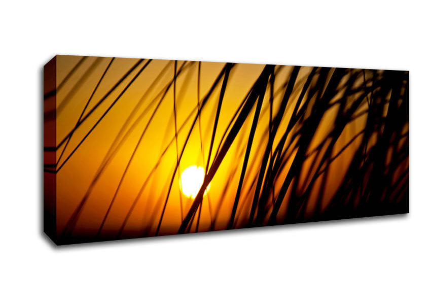 Picture of Golden Sun Through The Reeds Panoramic Canvas Wall Art