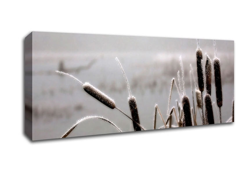 Picture of Frosted Cattails Panoramic Canvas Wall Art