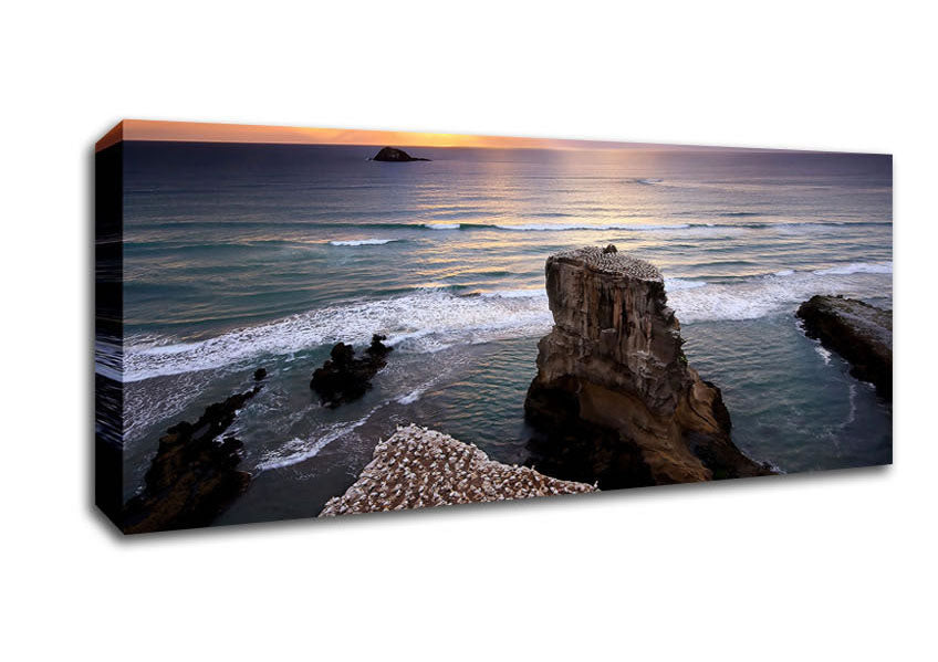 Picture of Gannet Colony Panoramic Canvas Wall Art