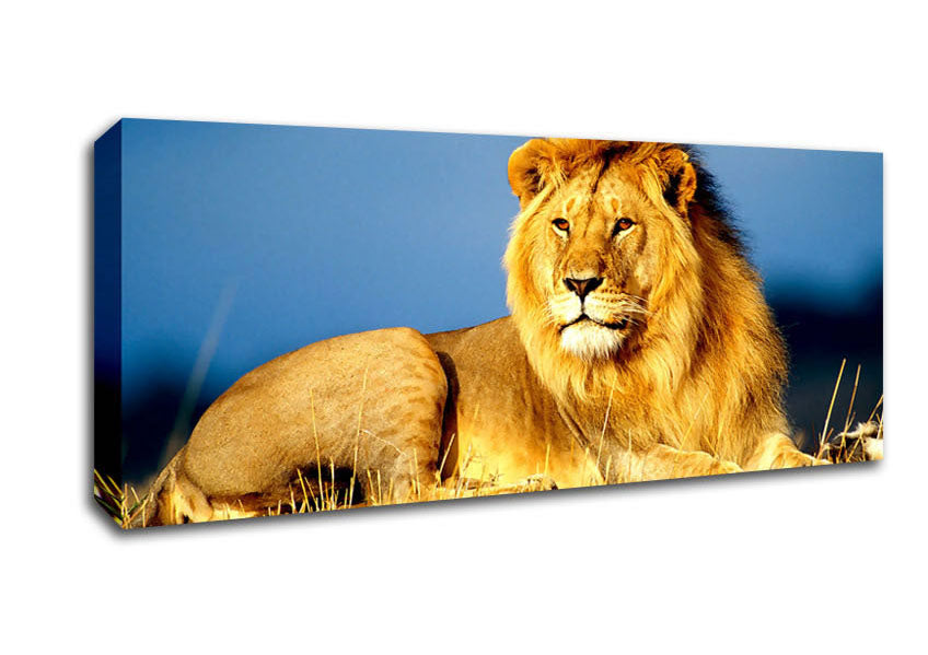 Picture of African Lion King Panoramic Canvas Wall Art